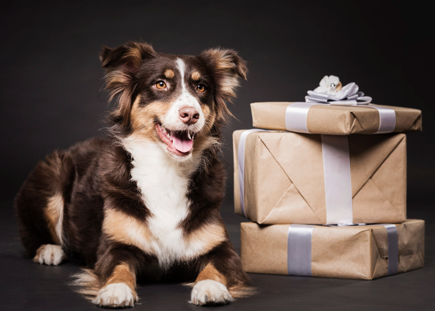dog with gifts