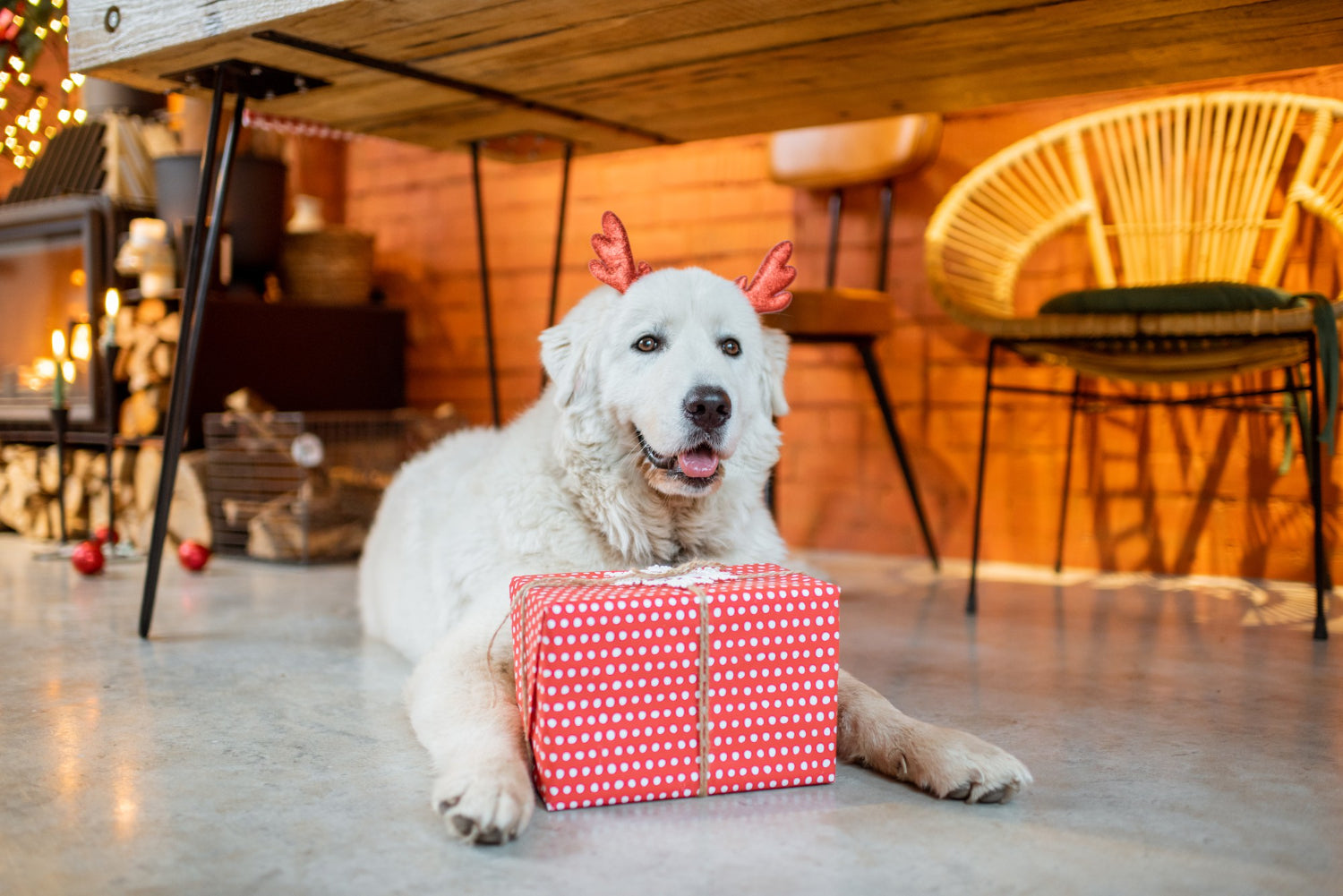 dog with gift